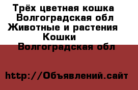 Трёх цветная кошка - Волгоградская обл. Животные и растения » Кошки   . Волгоградская обл.